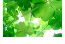 吃瓜四叶草娱乐