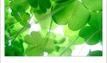 吃瓜四叶草娱乐